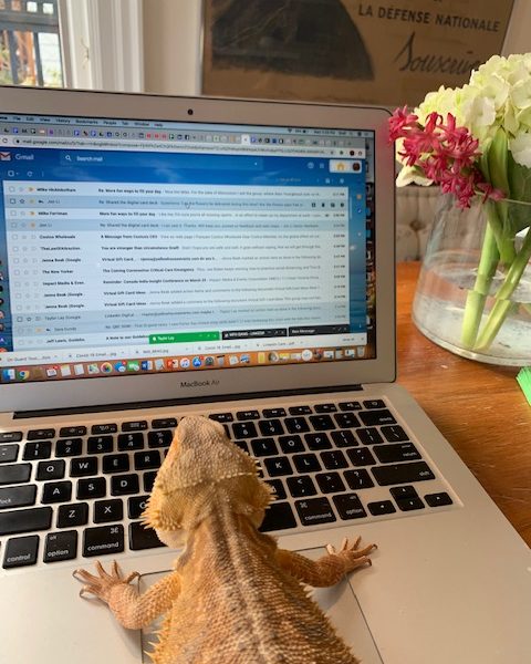 bearded dragon working