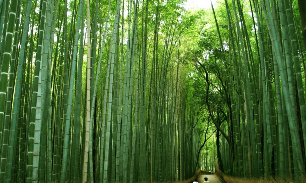 Chinese bamboo tree